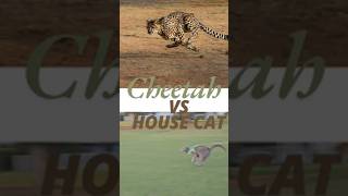 How Fast Can My Cat Run catsofyoutube [upl. by Parthena203]