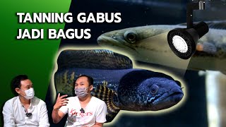 TANNING GABUS JADI BAGUS  GREBEK TOKO AQUATHINGS 2 [upl. by Toma]