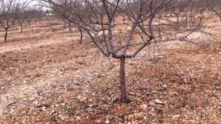 Plantación Almendros Bolaños de Calatrava Ciudad Real [upl. by Hgielram]