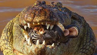 12 Momentos Épicos de caça de crocodilos enormes e impiedosos [upl. by Nairim]