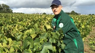 Le Malvoisie lance les vendanges des Coteaux dAncenis [upl. by Isla]