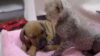 Baby Cheetah Meets Puppy Pal [upl. by Annavaj697]