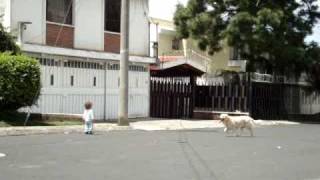 Clicker Training Frisbee [upl. by Fulmer]