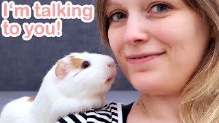 How Guinea Pigs Communicate [upl. by Charie]