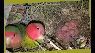 Limpieza de nidos revisión de las anillas y de los buchecitos Agapornis Roseicollis [upl. by Gardal]