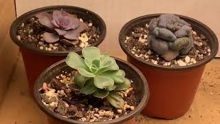 Grow Lights for Succulents  Experiment Episode 4 and subscriber GIVEAWAY [upl. by D'Arcy]