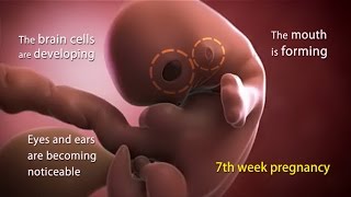 7 Weeks Pregnant What is Happening in Week 7 of Your Pregnancy [upl. by Ennairod984]