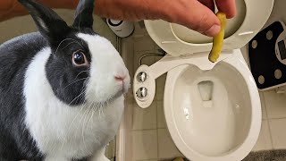 Rabbit training  punishing a rabbit by flushing a pickle down a toilet [upl. by Adnirim870]