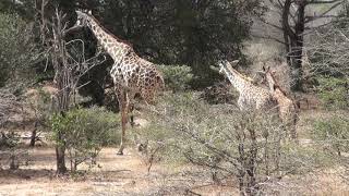 Selous safari day [upl. by Vittoria]