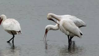 Lepelaars Spoonbills [upl. by Mayhs541]