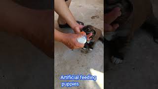 Artificial feeding puppies viral shorts puppy dog 2024election dog sound Egyptian dog cute k1 [upl. by Lemuelah950]