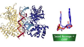 Dr James Chens Research on the cGAS Enzyme [upl. by Chere]