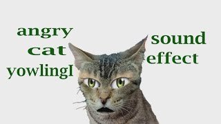 The Animal Sounds Angry Cat Yowling  Sound Effect  Animation [upl. by Nevyar]