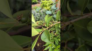 Lemon Guavas loaded with developing fruit 2 months later Psidium littorale [upl. by Odinevneib]