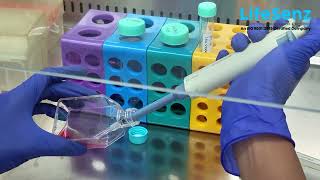 Cancer Cell Culture Basic Techniques [upl. by Decca]