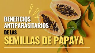 Beneficios antiparasitarios de las semillas de papaya [upl. by Susanna]