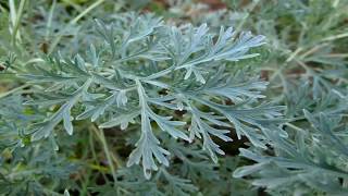 Propiedades y beneficios medicinales del Ajenjo Artemisia absinthium [upl. by Ruenhcs223]