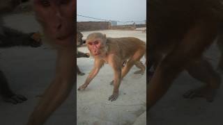 Phool gulag ka monkey funny video shorts viral [upl. by Zuleika]