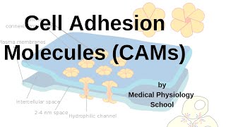 Cell Adhesion Molecules CAMs Integrins Adhesion molecules cadherinsselectins [upl. by Oisangi]