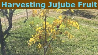 Harvesting Jujube Fruit Chinese Date Ziziphus jujuba [upl. by Zweig11]