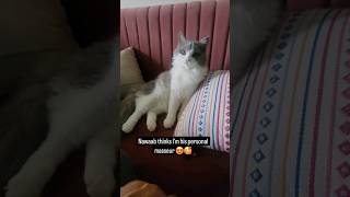 Am I his personal masseur cat viral meow shorts petparent purr animallover [upl. by Ttenaj108]