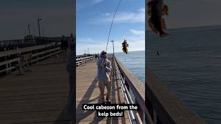 Pier Fishin fishing pierfishing fishingvideo fish california outdoors fishinglife ocean [upl. by Lletnohs]