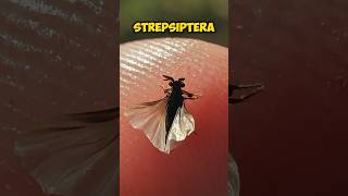 Body Invading Parasites Strepsiptera Facts strepsiptera learn shorts [upl. by Kurr]