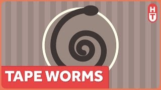 Tapeworms Finally a Parasite thats Gross AND Harmful [upl. by Kentiggerma]