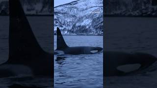 Why are orcas attacking and sinking boats [upl. by Eleumas]