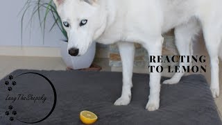 Dog Reacting to Lemons [upl. by Ailito573]