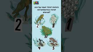 Proses Metamorfosis Katak [upl. by Yartnod880]