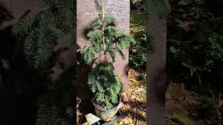 Abies procera Delbar Cascade  developing a nice weeping form [upl. by Kristel]