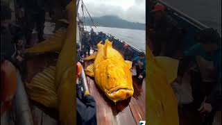 peixes fish pesca fishing sea ocean giantfish [upl. by Nelleeus768]