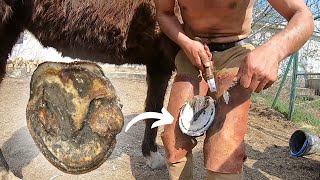 Horse Suffers in Pain Until Shoeing Specialist Heals Its Hoof [upl. by Burbank]