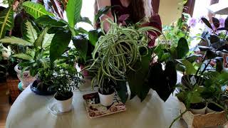 How Houseplants Clean the Air You BreatheBest AirCleaning Plants [upl. by Alyal517]