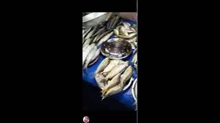 Manoy Ed Tv is live 5 NIGHT MARKET MORE FRESH FISH trending viral fishing [upl. by Mosora720]