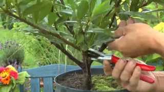 Bonsai gestalten Die Anleitung zum Erfolg mit einem Kirschlorbeer [upl. by Sallyann]