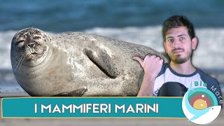 MAMMIFERI CHE HANNO FATTO RITORNO IN MARE FOCHE DUGONGHI LONTRE E BALENE BIOMARE 37  SUB H2O [upl. by Ahsemit347]