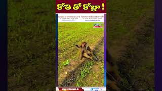 కోతి తో కోబ్రా  vstnewsz snake snakevsmonkey viralvideo funny snake viralshortvideos [upl. by Ynnaj]