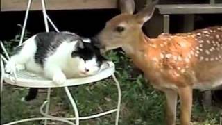 Deer Gives Kitty Licks of Love PetTube [upl. by Odanref]