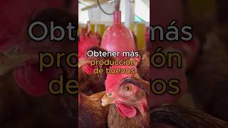 ¡Obtén más producción de huevos de tus GALLINAS PONEDORAS rmagroinversiones gallinasponedoras [upl. by Hennebery]