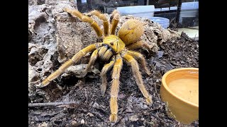 Pterinochilus murinus OBT  Orange Bitey Thing rehouse and care of a LARGE OBT [upl. by Cathleen822]