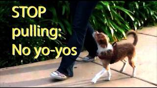 Stop pulling and quotYoyoingquot Dog Training [upl. by Keegan797]