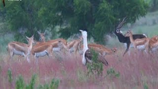 Last bustard Standing [upl. by Colston]