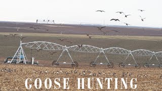 2018 Goose Hunting Too much nice weather in the Northwest [upl. by Aurita54]