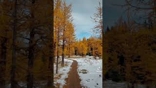 Healy Pass Hike larches [upl. by Goldman]