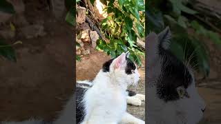 Travel Vlog A Beautiful day with Beautiful Cat travel vlog minggrandma [upl. by Burck582]