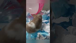 Crecimiento de mi hamster Luna 🌛 [upl. by Ardried]