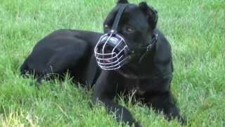 Dog wire muzzle for Cane Corso [upl. by Jacquenette730]