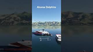 Akaroa Dolphins [upl. by Eeslehc]